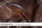 Preview: Samt - Design Phyton Velvet - Reste