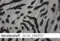 Preview: Hemdenstoff - HH60957 - Reste