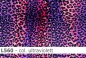 Preview: Lycra Leopard Farbverlauf- L560 - Reste