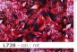 Preview: Lycra Design Jungle