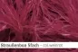 Preview: Straussen-Boa 5fach male