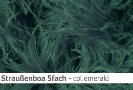 Straussen-Boa 5fach male