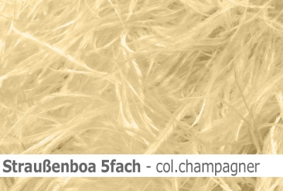 Straussen-Boa 5fach male - sale