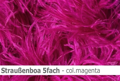 Straussen-Boa 5fach male