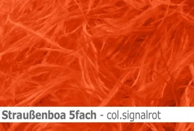 Straussen-Boa 5fach male - sale